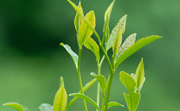 茶葉追溯系統(tǒng)的流程介紹